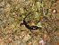 Salamandra pezzata (Salamandra salamandra) © Mirko Tomasi