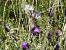 Bombus terrestris  - Maria Rita Gelso