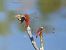 Trithemis annulata © Maria Rita Gelso