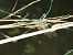 Crocothemis erythraea © Maria Rita Gelso