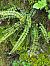 Asplenium trichomanes © Maria Rita Gelso