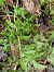 Dryopteris filix-mas © Maria Rita Gelso