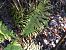 Dryopteris filix-mas © Maria Rita Gelso