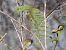 Polystichum setiferum  - Maria Rita Gelso