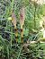 Equisetum telmateia © Maria Rita Gelso