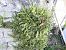 Asplenium trichomanes © Maria Rita Gelso