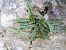 Asplenium trichomanes © Maria Rita Gelso