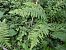 Athyrium filix-femina © Maria Rita Gelso