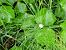 Equisetum arvense  - Maria Rita Gelso