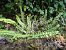 Asplenium trichomanes © Maria Rita Gelso