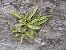 Asplenium trichomanes © Maria Rita Gelso