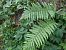 Dryopteris filix-mas © Maria Rita Gelso