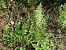 Thelypteris palustris © Maria Rita Gelso