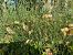Equisetum ramosissimum © Maria Rita Gelso