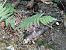 Polystichum setiferum © Maria Rita Gelso