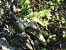 Asplenium scolopendrium © Maria Rita Gelso
