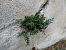 Asplenium ruta-muraria © Maria Rita Gelso