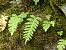 Polypodium vulgare © Maria Rita Gelso