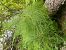 Equisetum sp. © Maria Rita Gelso