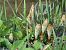 Equisetum telmateia © Maria Rita Gelso