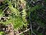 Athyrium filix-femina © Maria Rita Gelso