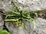 Asplenium trichomanes © Maria Rita Gelso