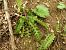 Asplenium ceterach © Maria Rita Gelso