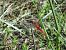 Crocothemis erythraea  - Maria Rita Gelso