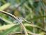 Crocothemis erythraea © Maria Rita Gelso