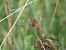 Sympetrum fonscolombei © Maria Rita Gelso