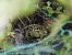 Complesso Rana verde (Pelophylax sp.) © Maria Rita Gelso