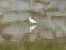 Garzetta (Egretta garzetta) © Maria Rita Gelso