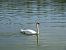 Cigno reale (Cygnus olor) © Maria Rita Gelso