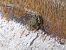 Complesso Rana verde (Pelophylax sp.) © Maria Rita Gelso