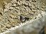 Orthetrum cancellatum  - Maria Rita Gelso