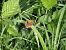 Coenonympha pamphilus © Maria Rita Gelso