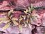 Asplenium ceterach © Maria Rita Gelso