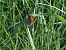 Coenonympha pamphilus © Maria Rita Gelso