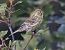 Verzellino (Serinus serinus) © Horand Maier