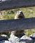 Marmotta (Marmota marmota) © Horand Maier