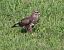 Poiana (Buteo buteo) © Horand Maier