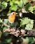 Pettirosso (Erithacus rubecula) © Horand Maier