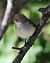 Balia nera (Ficedula hypoleuca) © Horand Maier
