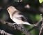 Balia nera (Ficedula hypoleuca) © Horand Maier