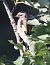 Cardellino (Carduelis carduelis) © Horand Maier
