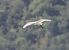 Airone guardabuoi (Ardea ibis) © Horand Maier