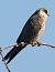 Falco cuculo (Falco vespertinus) © Horand Maier