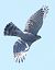 Sparviere (Accipiter nisus) © Horand Maier