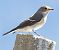 Balia nera (Ficedula hypoleuca) © Horand Maier