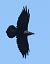 Corvo imperiale (Corvus corax) © Horand Maier